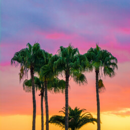vacanze palme tramonto